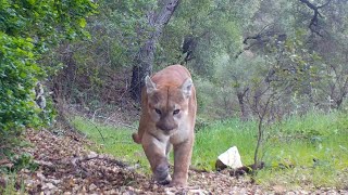 A Few Months In The Canyon With Mountain Lions Scraping And Bears Scent Marking On A Sapling