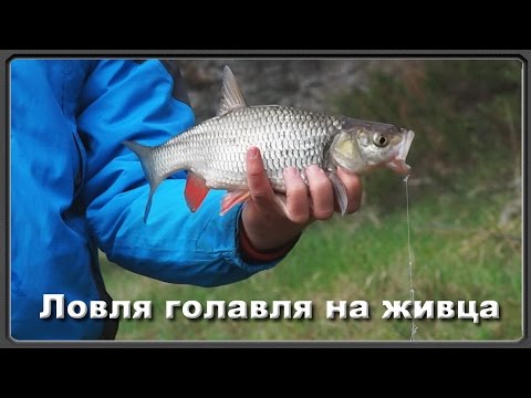Ловля голавля на живца (рыбалка на весеннем сплаве) Ловля голавля на живца (рыбалка на весеннем сплаве)