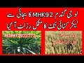 Mhk92 seed of wheat  gundam farming in pakistan