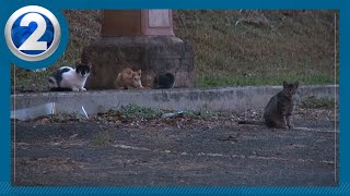 DLNR proposes new rules for cats and other animals on state lands
