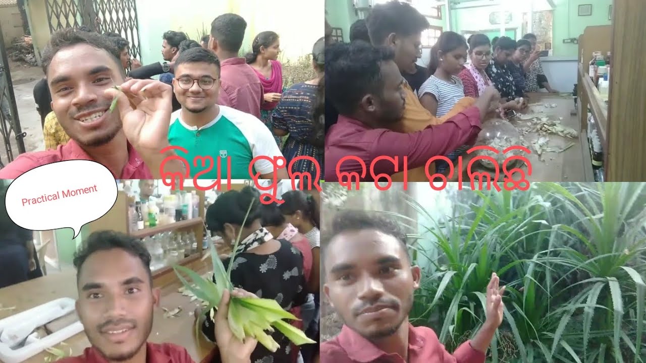 I attained for Kewda Distillation kewda flowers ESDP 2ND DAY (FFDC BRAHMPUR)26/10/23