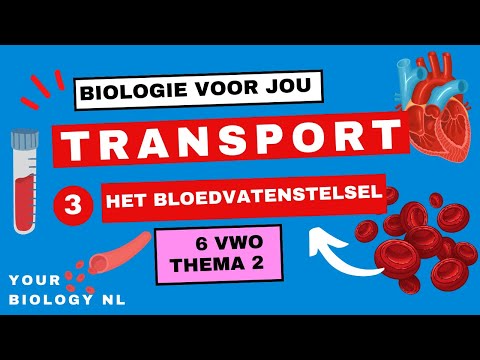 6 vwo | Transport | 3 | Het bloedvatenstelsel