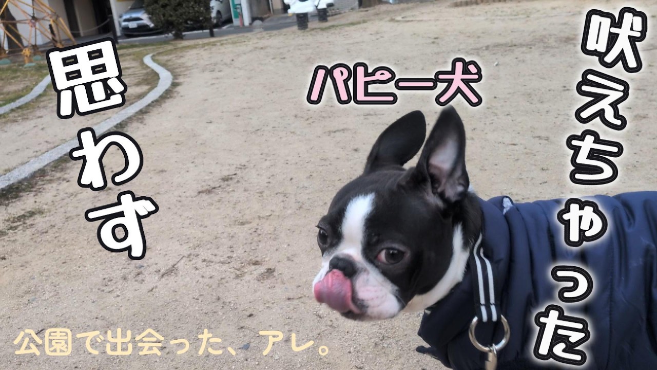 【ボストンテリア】飼い主も驚く、パピー犬のある行動。