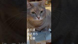 Autumn sky.. Road after the rain.. A cat taking a walk