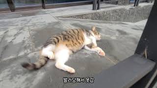 동네 유명냥사, 애교쟁이 