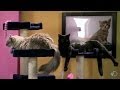 Kitty Business | Mythbusters