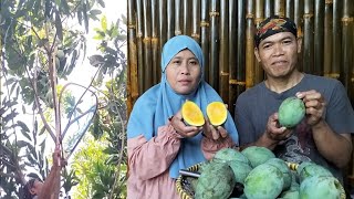 Mangga manalagi panen di dekat rumah makan bersama biyung dan kang Angger pradesa