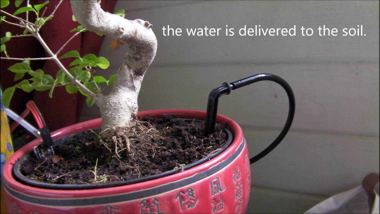 Bonsai project YouTube