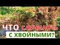 Что случилось с ХВОЙНЫМИ? Как помочь  растениям восстановиться