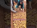 Young ginger farming techniques satisfying short