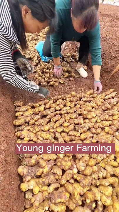 Young Ginger Farming Techniques #satisfying #short
