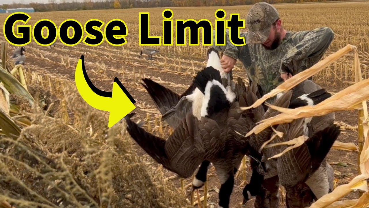 35 GEESE in 55 MINUTES Canada Goose Limit YouTube