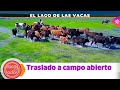 Toros para todos |El lago de las vacas, traslado a campo abierto