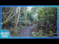 A nature hike in the woods (Nature Visualizer)