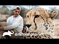 Frank e Darran encaram felinos enormes | Wild Frank | Animal Planet Brasil