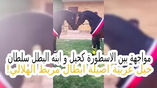 مواجهة بين الاسطورة كحيل و ابنه البطل سلطان وخيل عربية اصيلة ابطال مربط الهلالي لاول مرة..