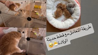 طريقة التعامل مع القطط حديثة الولاده 🤍🐣 | How to take care of kittens🤍🐣