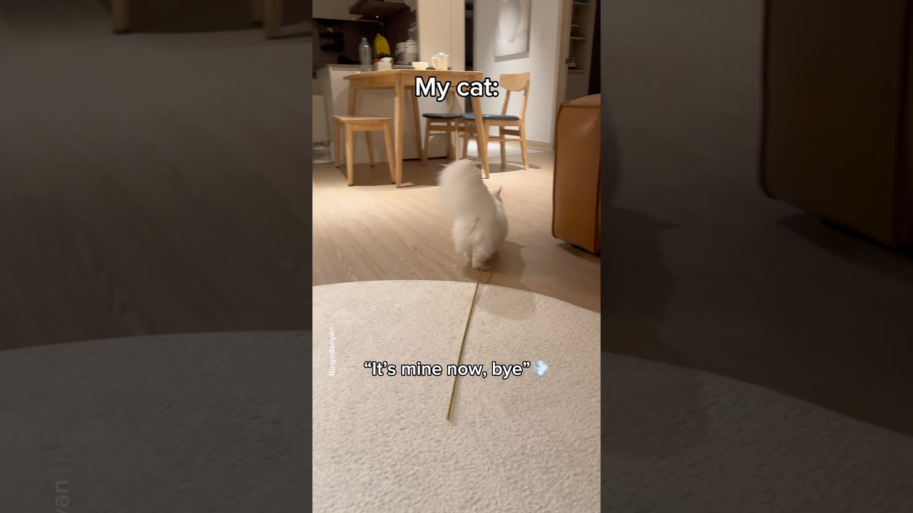 Other cats vs My cat😼 