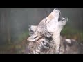 オオカミ遠吠え　Wolf Howling    東山動植物園