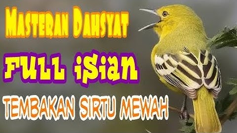 Masteran Sirtu Gacor Full Isian Tembakan Mewah