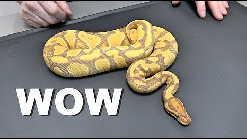 My 2020 Ball Python Pick Ups !! Showcasing Some !!