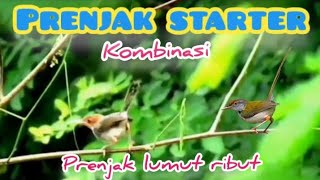 Suara Pikat  Prenjak Ribut