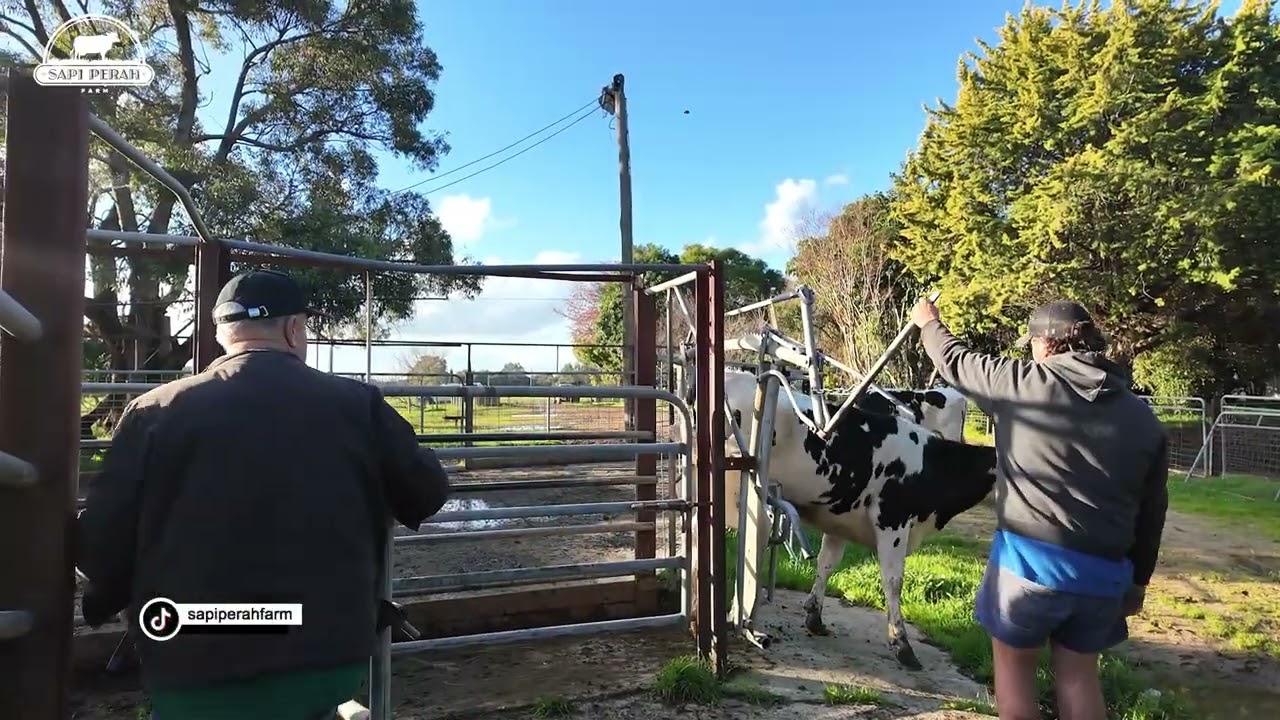 Seleksi Sapi Perah Australia