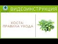 ХОСТА: правила ухода. Видеоинструкция от Питомника "Сады Урала"