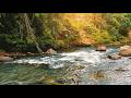 Soothing River Sounds in the Forest 🍃 White Noise for Relaxation