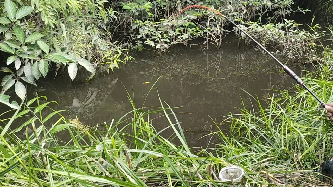 MERINTIS SUNGAI TENGAH HUTAN KALIMANTAN YANG ISINYA IKAN SEBESAR SENDAL- SENDAL BIKIN IRI PEMANCING 