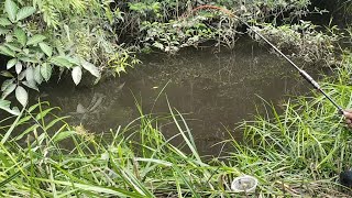 Download Lagu MERINTIS SUNGAI TENGAH HUTAN KALIMANTAN YANG ISINYA IKAN SEBESAR SENDAL- SENDAL BIKIN IRI PEMANCING MP3 Download Lagu MERINTIS SUNGAI TENGAH HUTAN KALIMANTAN YANG ISINYA IKAN SEBESAR SENDAL- SENDAL BIKIN IRI PEMANCING MP3