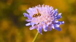 Футаж  Пчелы на цветах