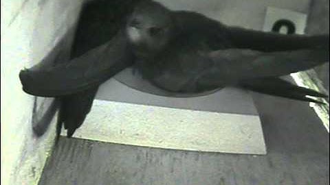 swifts 2011 - happy days - a new pair in box 2 - part 3