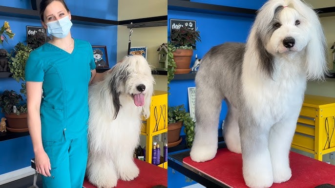 Cachorros Antiguo Pastor Ingles  Old english sheepdog, Animals, Old english