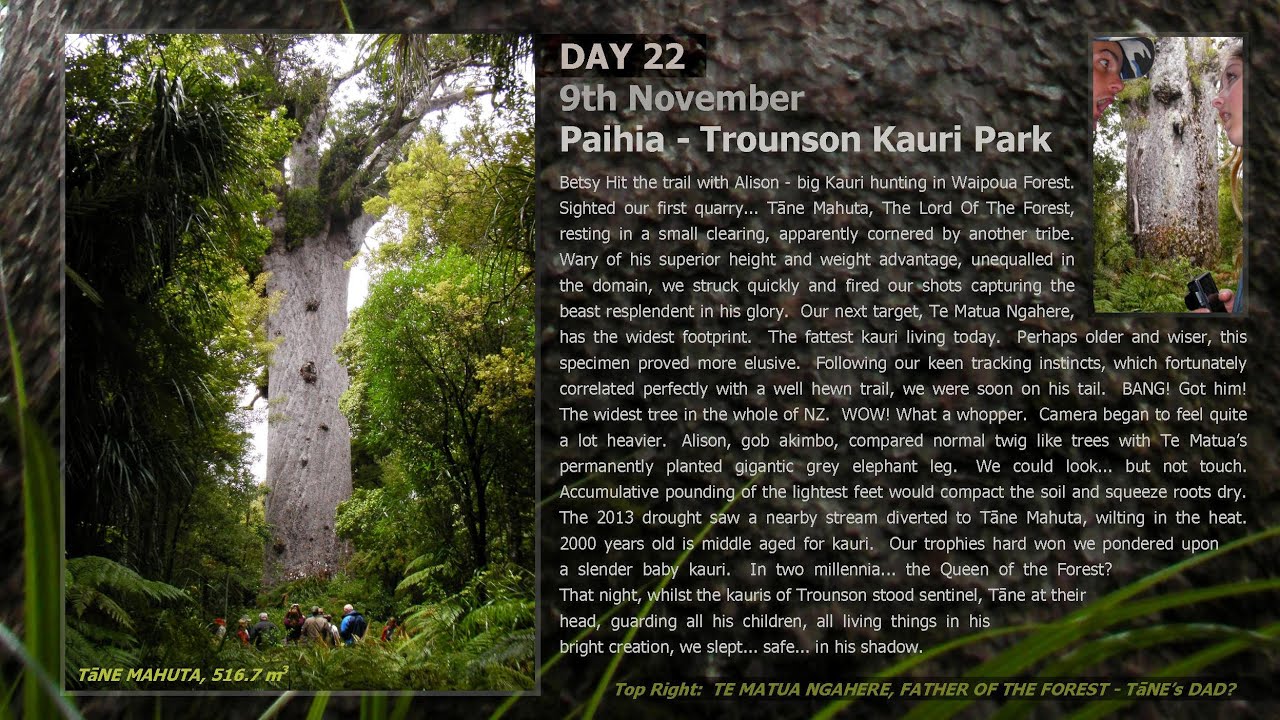 GIANT KAURI TREES - TROUNSON PARK