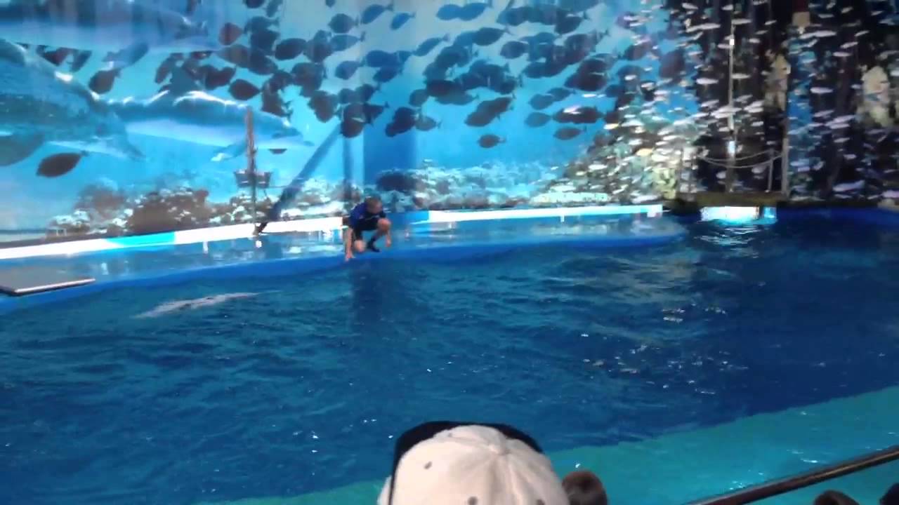 Delfines Zoo Barcelona - YouTube