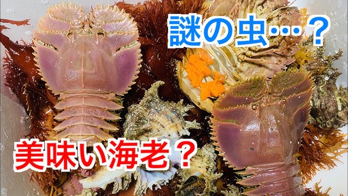 謎の虫 みたいな海老を食べて貰おうとした らその時に Youtube 謎の虫 みたいな海老を食べて貰おうとした らその時に Youtube