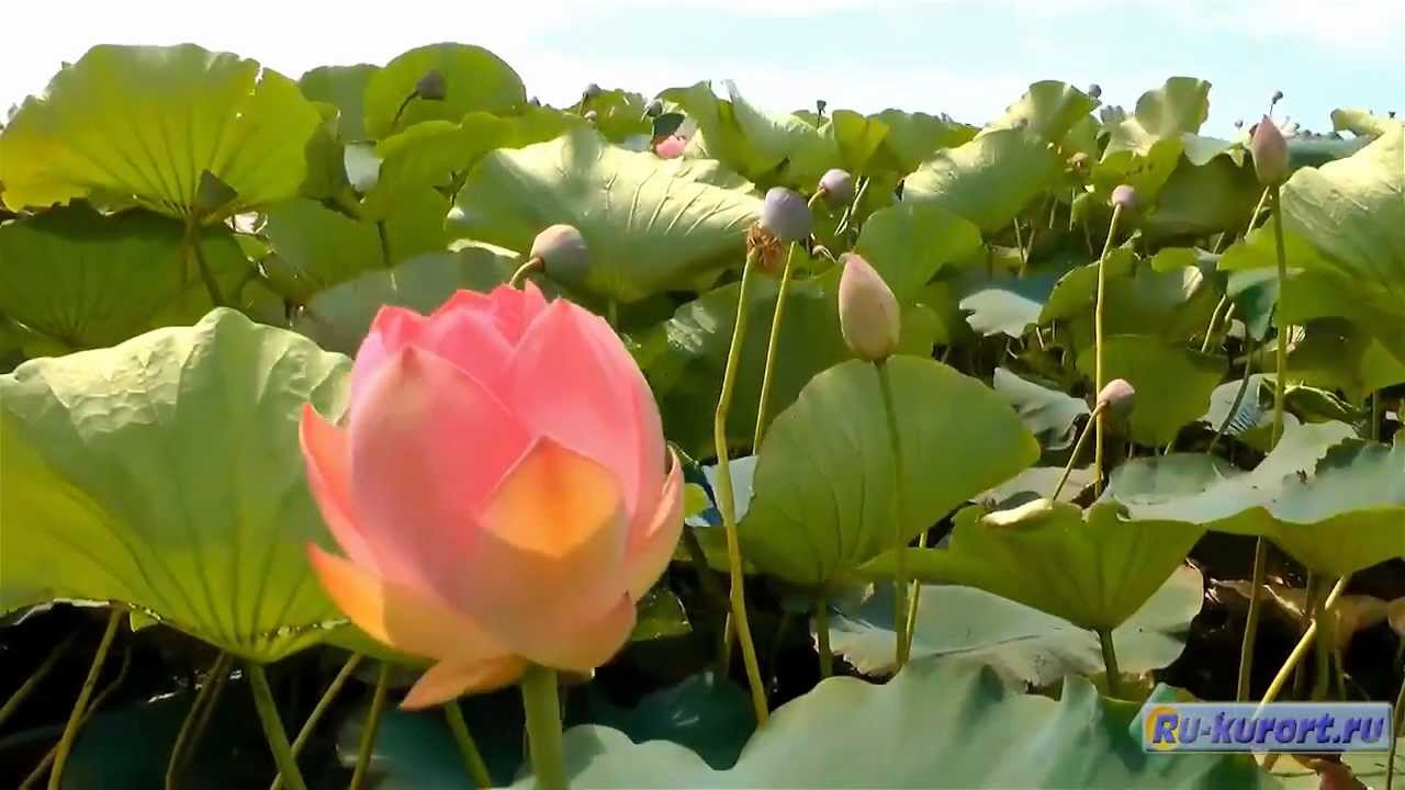 Геленджик экскурсии на отдыхе