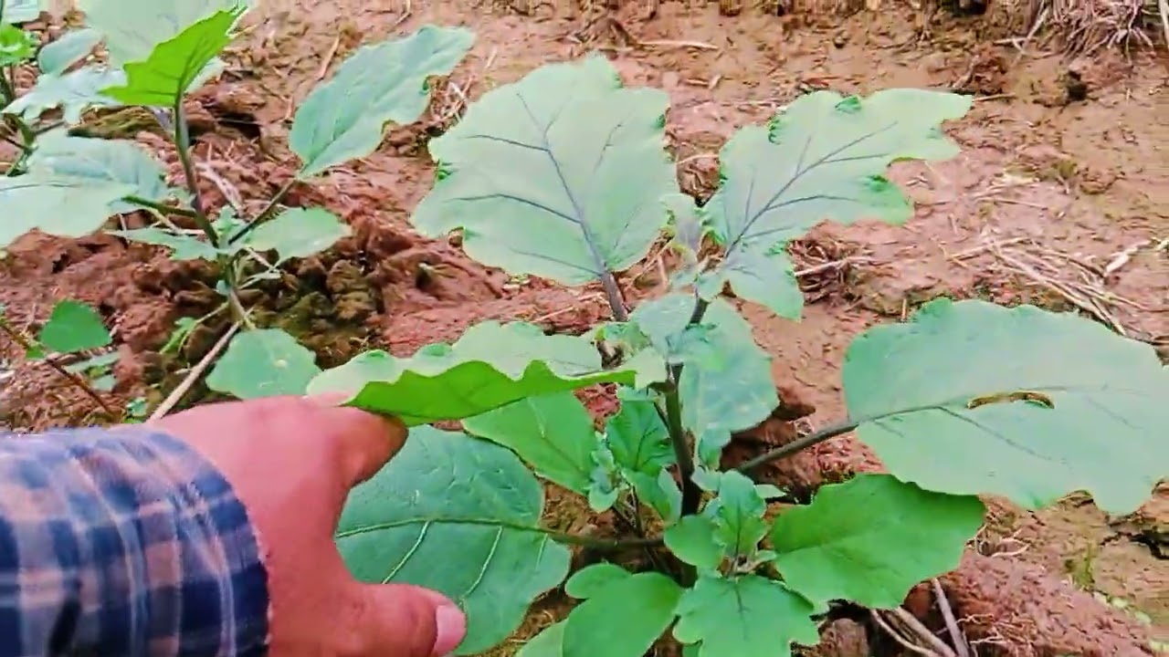 EGGPLANT PRODUCTION (Cleopatra F1)