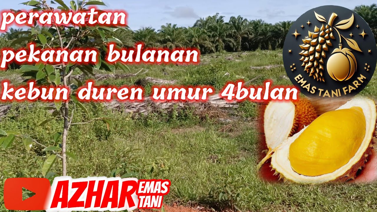 PERAWATAN RUTIN HARIAN PEKANAN BULANAN KEBUN DUREN UMUR 4 TAHUN