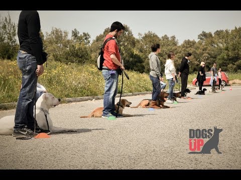 DogsUp | Εκπαίδευση σκύλων κατ΄οίκον σε όλη την Αττική