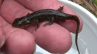 Tritón ibérico (Lissotriton boscai). La joya de la corona. GONZALO.