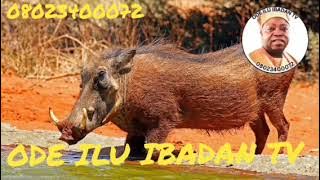 IGALA TI MO PA NI IGBOGOGO, IWO EYOKAN LO NI, O SI SO'PA.