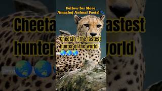🐆 Meet the World's Fastest Predator! | Cheetah #shorts #cheetah #youtubeshorts #animals #shortsfeed