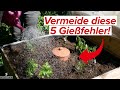 5 Gießfehler, die du im Sommer vermeiden solltest!