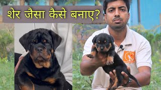 How to give maximum potential growth to dog. Rottweiler, german shepherd, pitbull