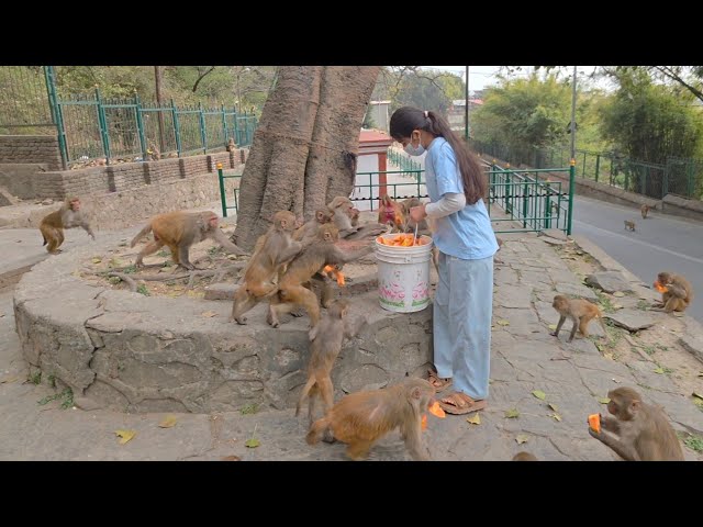 A Sweet Surprise for Monkeys – Papaya & Banana Feast Today