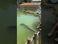 Feeding Monster Arapaima Fish Feeding Monster Arapaima Fish