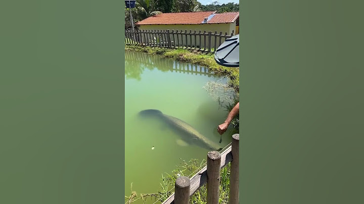 Feeding Monster Arapaima Fish