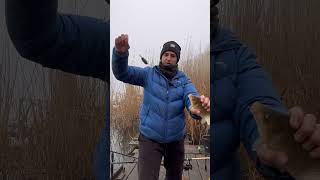 Карась на скользящий флэт🎣 #рыбалка #карась #фидер #флэтфидер #ловлякарася #рыбалканафидер